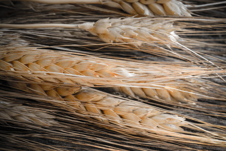 Close Up of Wheatの写真素材