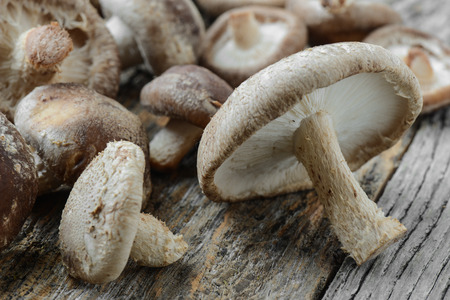 Shitake Mushroom on Wood Backgroundの写真素材