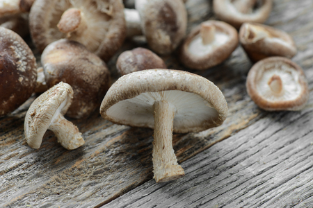 Shitake Mushroom on Wood Backgroundの写真素材