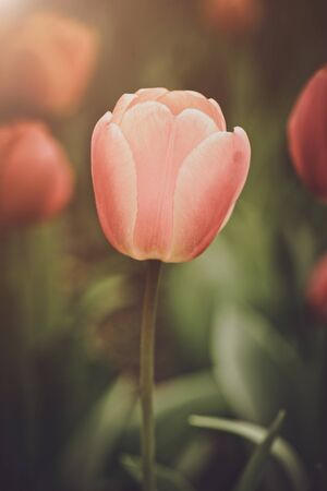 Red and Orange Tulip in Springの写真素材