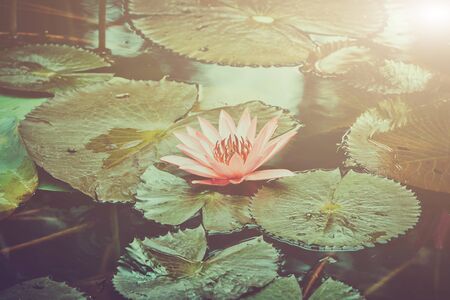 Pink Water Lillyの写真素材