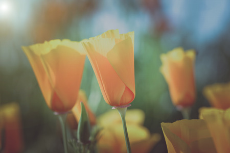 Vintage California Orange Poppyの写真素材