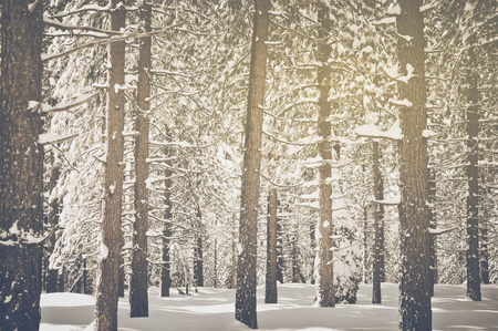 Vintage Trees covered in Snow. Vintage Retro Film Effectの写真素材
