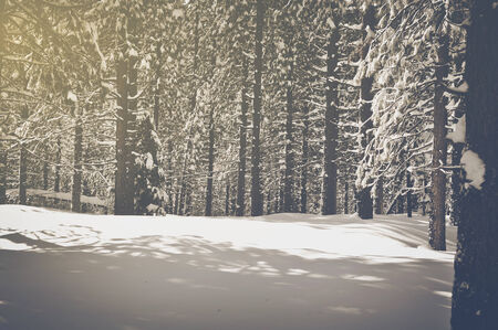 Vintage Trees covered in Snow. Vintage Retro Film Effectの写真素材