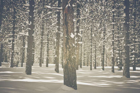Vintage Trees covered in Snow. Vintage Retro Film Effectの写真素材