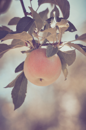 Apple on a Tree in a Vintage Film Styleの写真素材