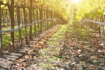 Vineyard in Autumn with Vintage Film Style Filterの写真素材