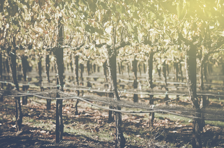 Vineyard in Autumn with Vintage Film Style Filterの写真素材