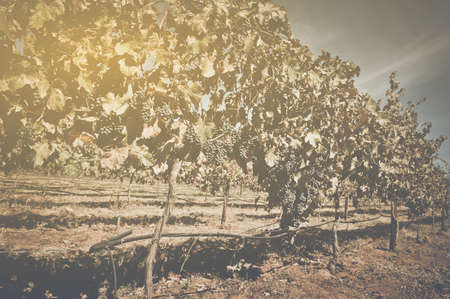 Vineyard with Blue Sky in Autumn with Vintage Film Style Filterの写真素材