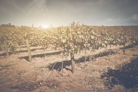 Vineyard in Autumn with Vintage Film Style Filterの写真素材