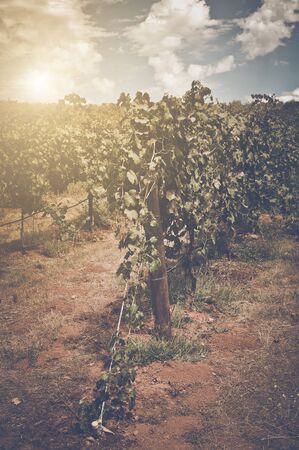 vineyard with blue sky in autumn with vintage film style filterの写真素材