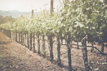 Vineyard in Springの写真素材