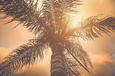 Palm Trees with Style Retro Filterの写真素材