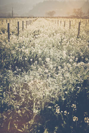Vineyard in Spring with Vintage Film Style Filterの写真素材