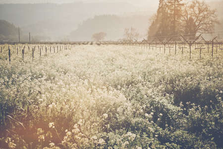Vineyard in Spring with Vintage Film Style Filterの写真素材