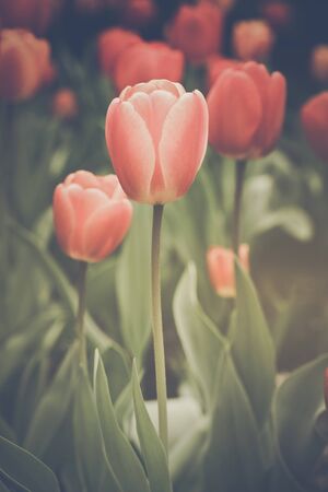 Tulip の写真素材