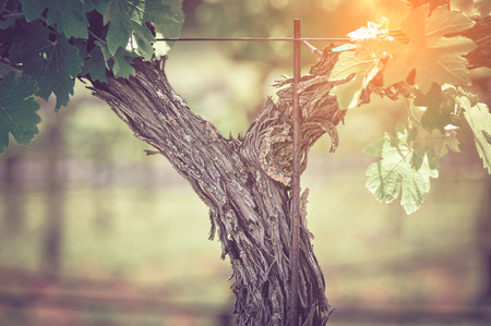 Grape Vine with Vintageの写真素材