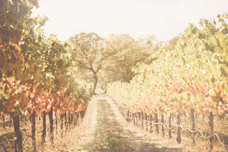 Vineyard in the Fall with vintageの写真素材
