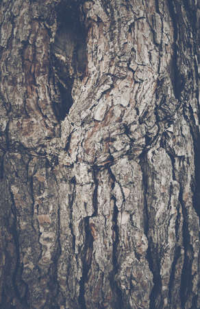 Wood Tree Bark Background with Retro Style Filterの写真素材