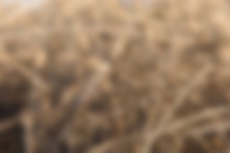 Blurred Organic Yellow and Brown Backgroundの写真素材