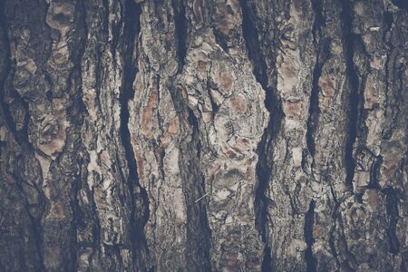 Wood Tree Bark Background with Retro Style Filterの写真素材