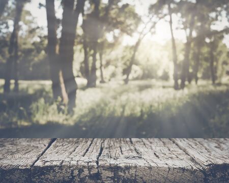 Blurred Nature Backgroundの写真素材