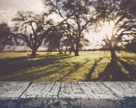Blurred Nature background with Vintage Style Backgroundの写真素材