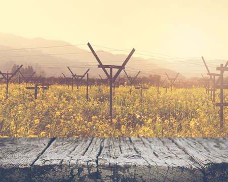 Vineyard in Spring with Vintage Film Style Filterの写真素材