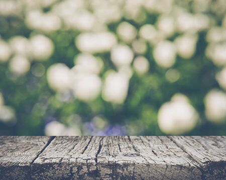 White Tulip Flowers Blurredの写真素材