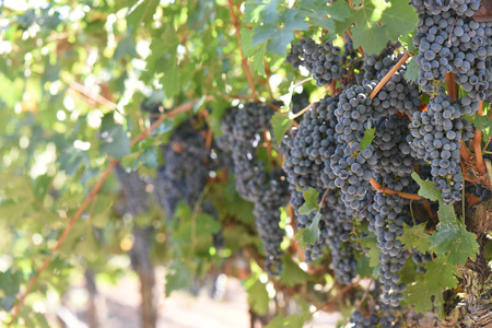 Red Wine Grapes on the Vineの写真素材