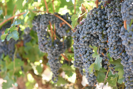 Red Wine Grapes on the Vineの写真素材
