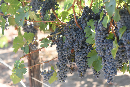 Red Wine Grapes on the Vineの写真素材
