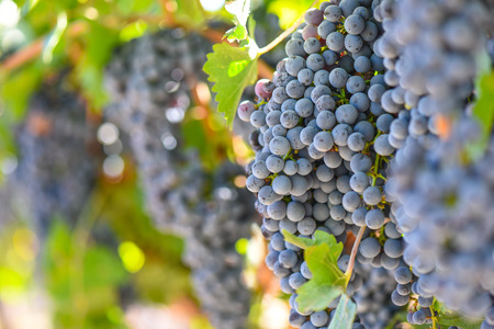 Red Wine Grapes on the Vineの写真素材