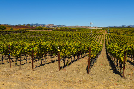 Vineyard in Napa Valley Californiaの写真素材