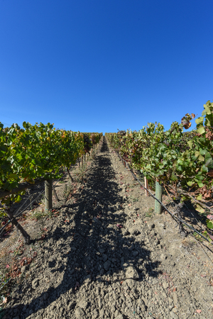 Napa Valley Vineyardの写真素材