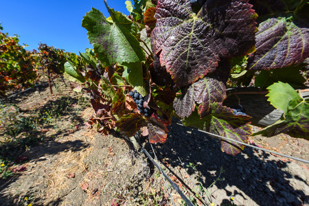Napa Valley Vineyardの写真素材