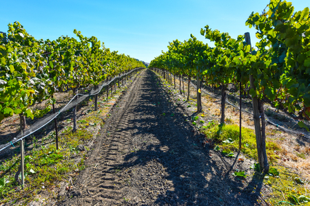 Napa Valley Vineyardの写真素材