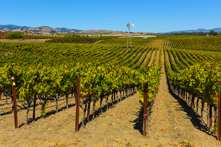Vineyard in Napa Valley Californiaの写真素材