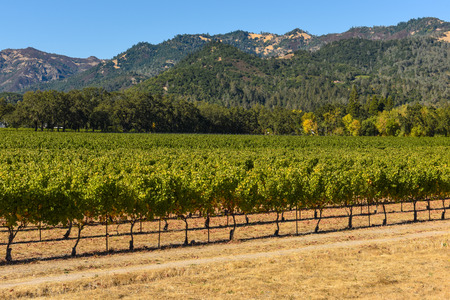 Napa Valley California Vineyardの写真素材