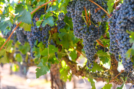 Red Wine Grapes on the Vineの写真素材