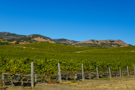 Napa Valley Vineyardの写真素材
