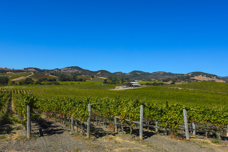 Napa Valley Vineyardの写真素材
