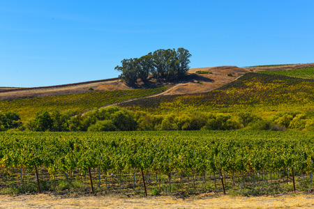 Vineyard in Napa Valley Californiaの写真素材