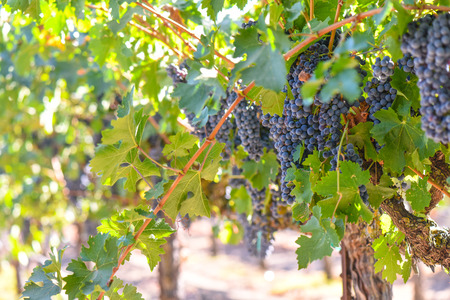 Red Wine Grapes on the Vineの写真素材