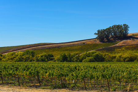 Vineyard in Napa Valley Californiaの写真素材