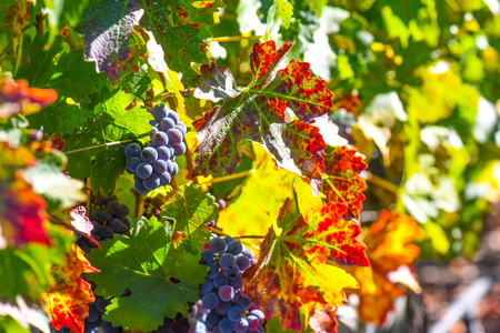 Grapes on the Vine in the Autumn Seasonの写真素材