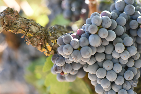 Red Wine Grapes on the Vineの写真素材