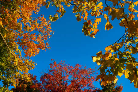 Autumn blue sky and colorful leaves