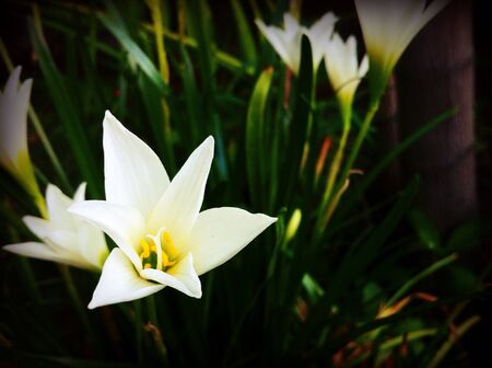 White flowerの素材