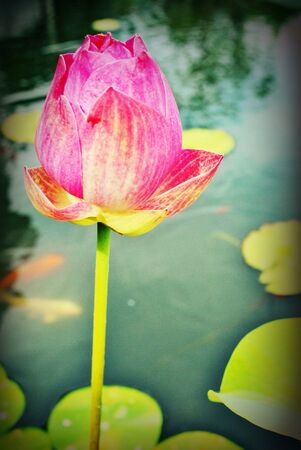 Lotus flowerの素材